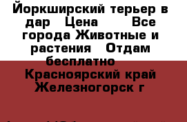 Йоркширский терьер в дар › Цена ­ 1 - Все города Животные и растения » Отдам бесплатно   . Красноярский край,Железногорск г.